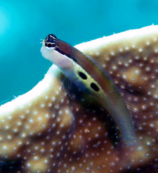 Two Spot Blenny,  Ecsenius bimaculatus