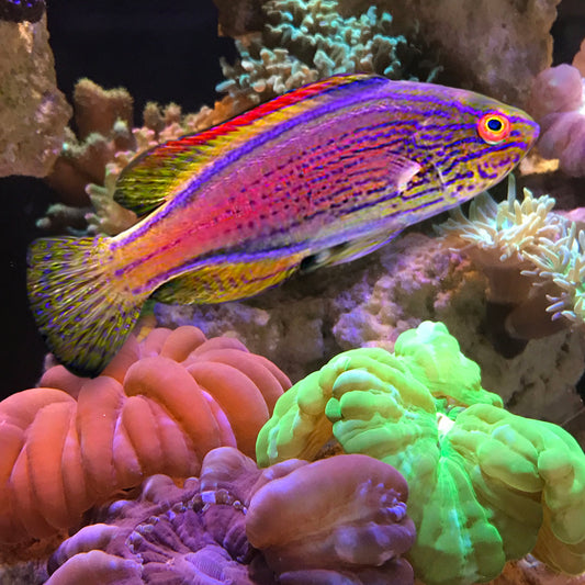 Aussie Shimmering Lineatus Fairy Wrasse Cirrhilabrus lineatus.