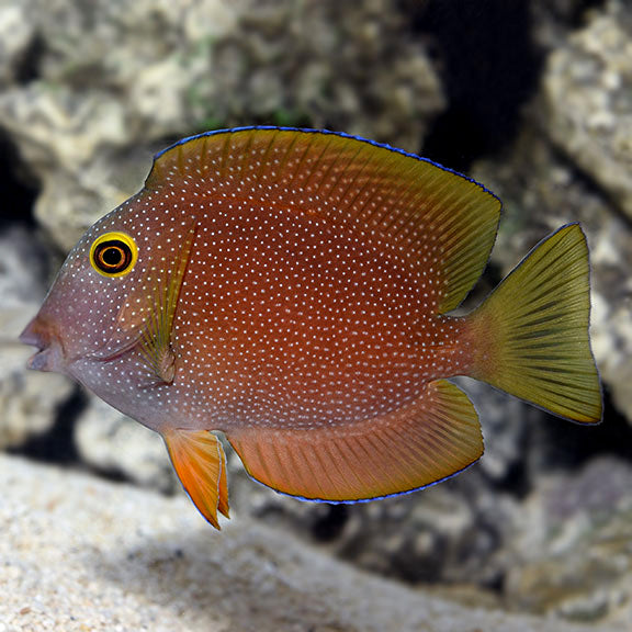 Silver Spot Bristletooth Tang, Ctenochaetus truncatus