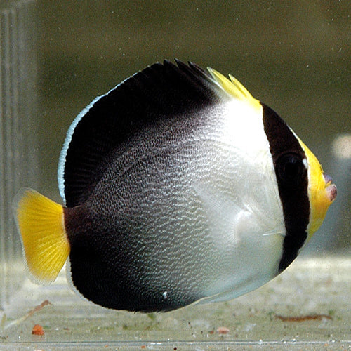 Singapore Angel Fish (Chaetodontoplus mesoleucus)