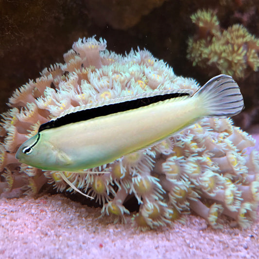 Smith's Fang Blenny, Meiacanthus smithi