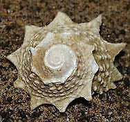 Spiny Astrea Snail