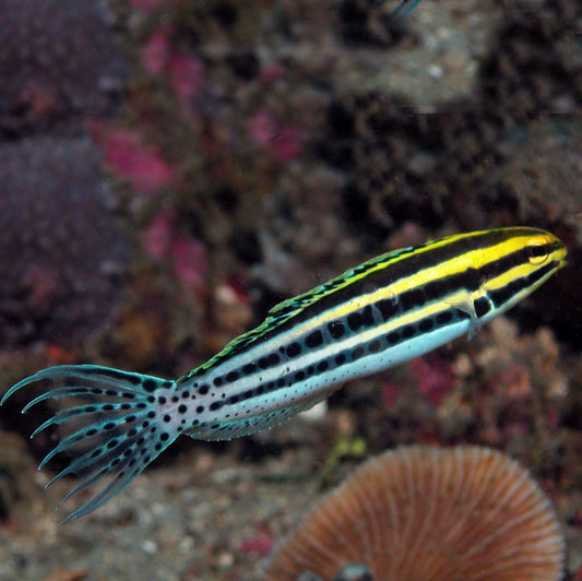 Striped Fang Blenny, Meiacanthus grammistes (tank bred)