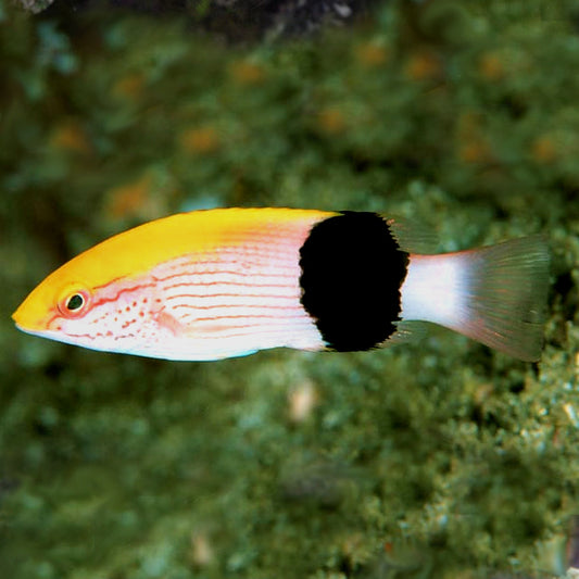 Tuxedo Hog, Bodianus bilunulatus