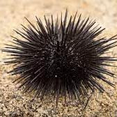 Short Spine Pencil Urchin (Black), Echinometra Sp.