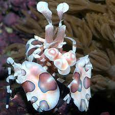 Harlequin Shrimp, Hymenocera elegans.