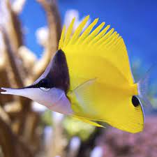 Yellow Longnose Butterflyfish,  Forcipiger longirostris,