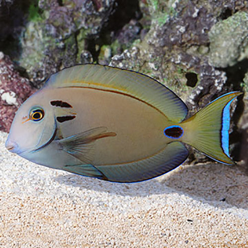 Vampire Tang Acanthurus tennentii