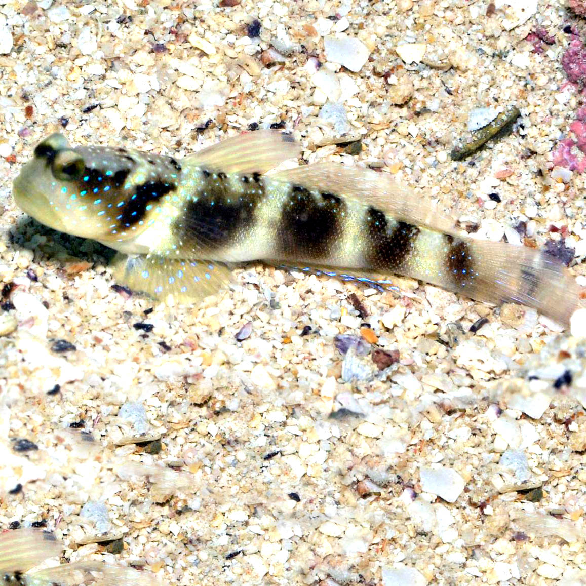 Y-bar Shrimp Goby, Cryptocentrus fasciatus