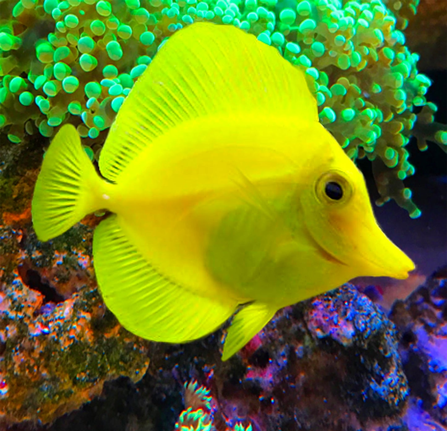 Yellow sailfin tang, Zebrasoma Flavescens (tank bred)