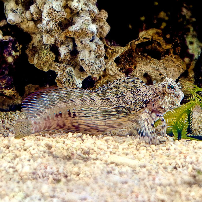 Algae Blenny, Salarias fasciatus