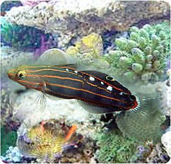 Court Jester Goby, Amblygobius rainfordi