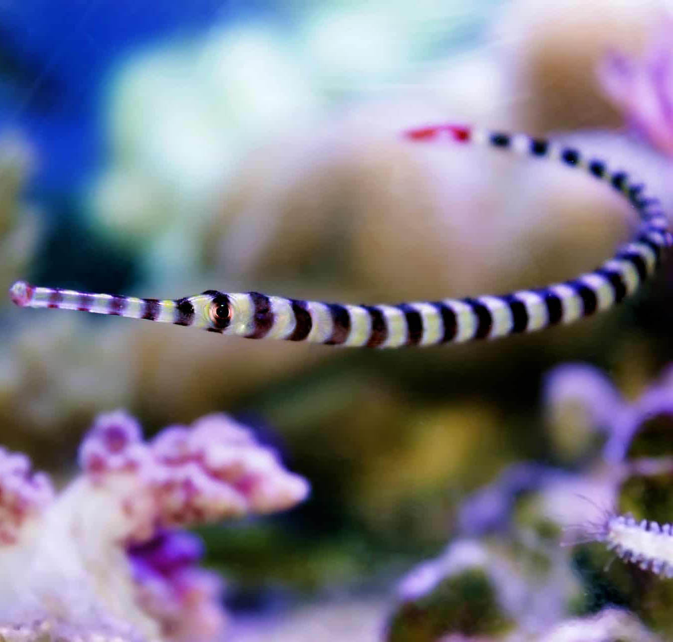 Banded Pipefish, Doryrhamphus dactylophorus.