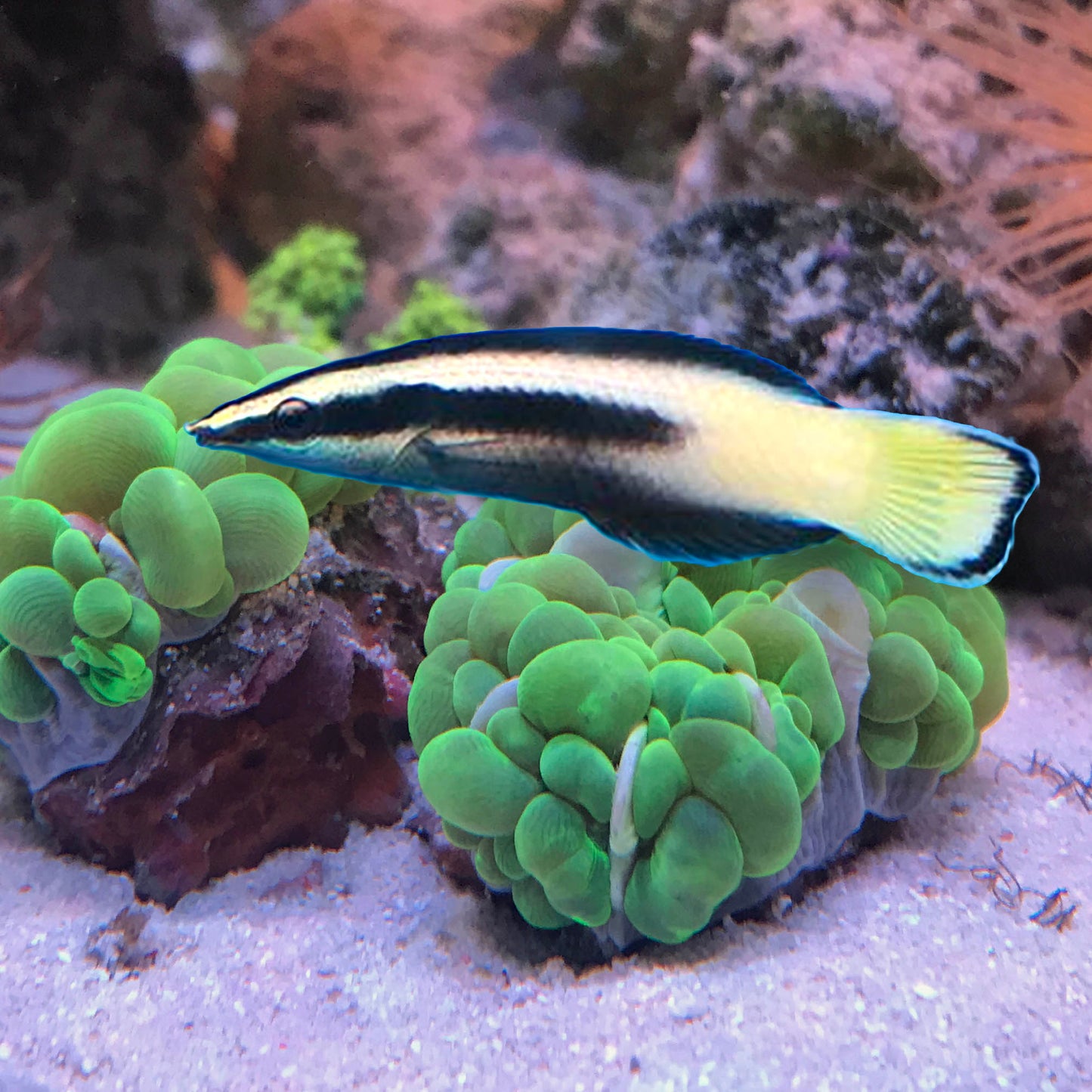 Bicolor Cleaner Wrasse, Labroides bicolor