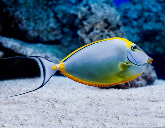 Blonde Lipstick Naso Tang, Naso elegans.