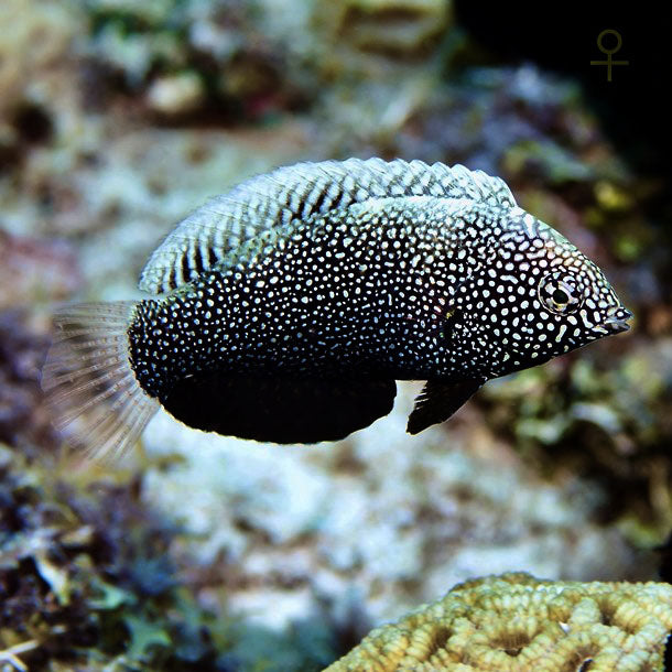 Black Leopard Wrasse, Macropharyngodon negrosensis