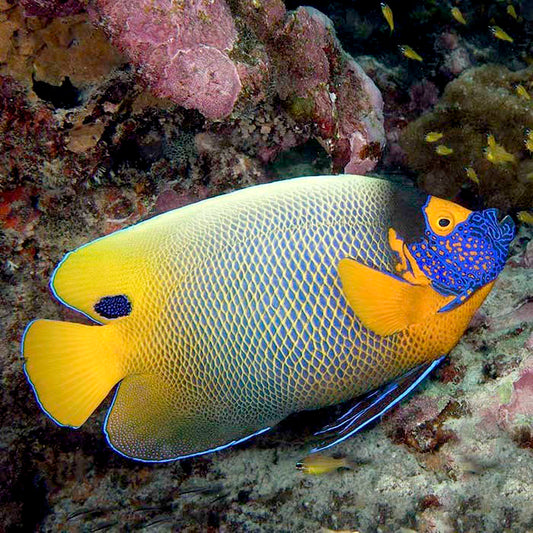 Blueface Angelfish, Pomacanthus xanthometopon.