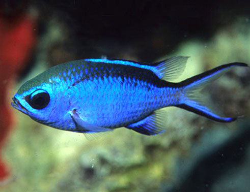 Blue Reef Chromis, Chromis cyaneus