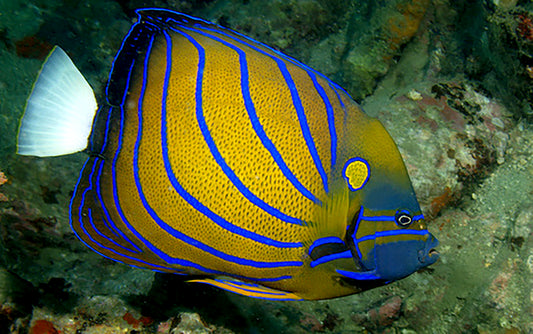 Annularis Angel, Pomacanthus annular