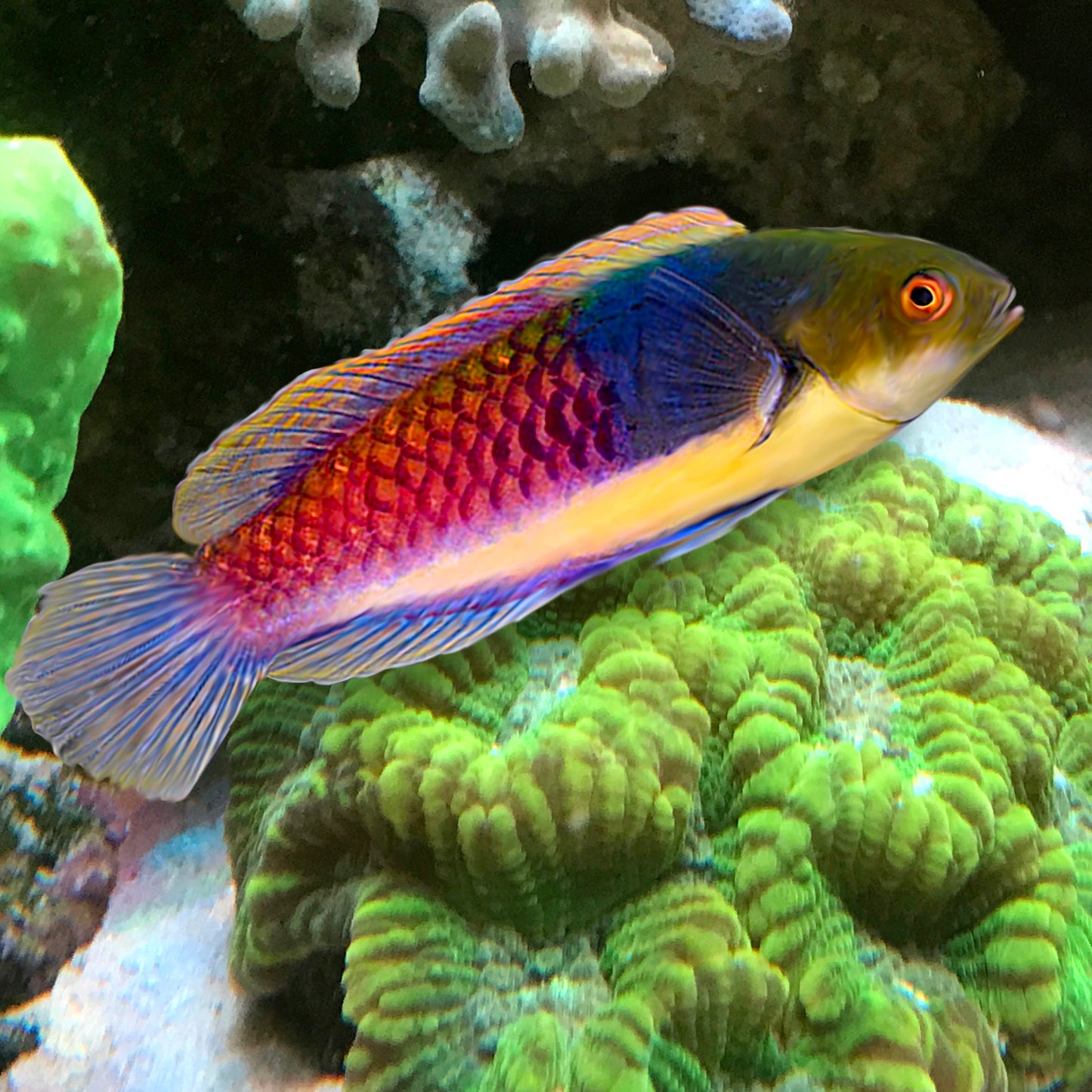 Blue-Sided Fairy Wrasse, Cirrhilabrus cyanopleura