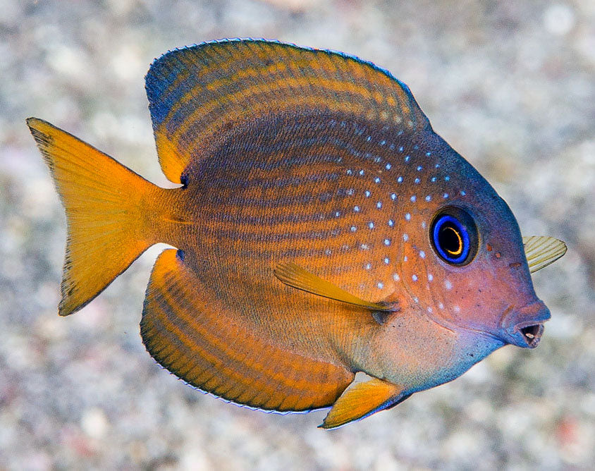 Blue Lip Bristletooth Tang, Ctenochaetus Cyanocheilus