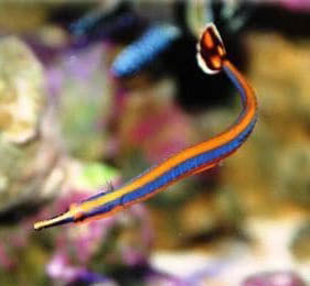 Blue Stripe Pipefish, Doryrhamphus excisus