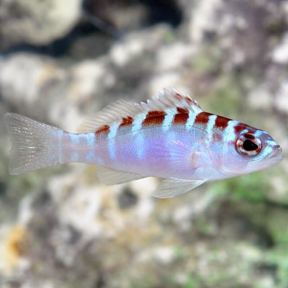 Chalk Bass, Serranus tortugarum