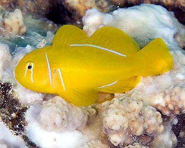 Saffron Goby, Gobiodon Citrinus