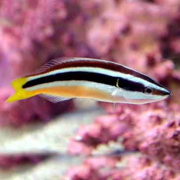 Yellow Tailed Cleaner Wrasse, Diproctacanthus xanthurus – The Reef ...