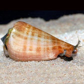 Orange Lip Conch, Strombus luhanus