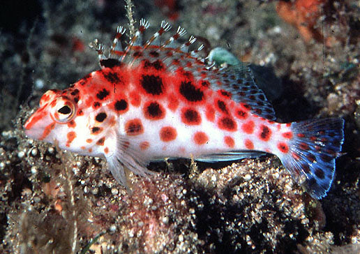 Coral Pixy Hawkfish, C. Oxycephalus