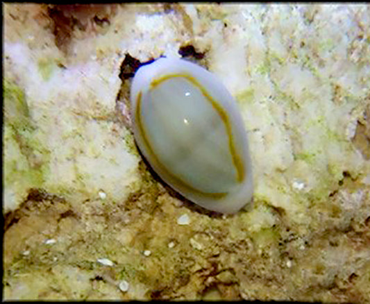 Dwarf Cowrie/Porcelain Snail (Ring) Cypraea Annulus