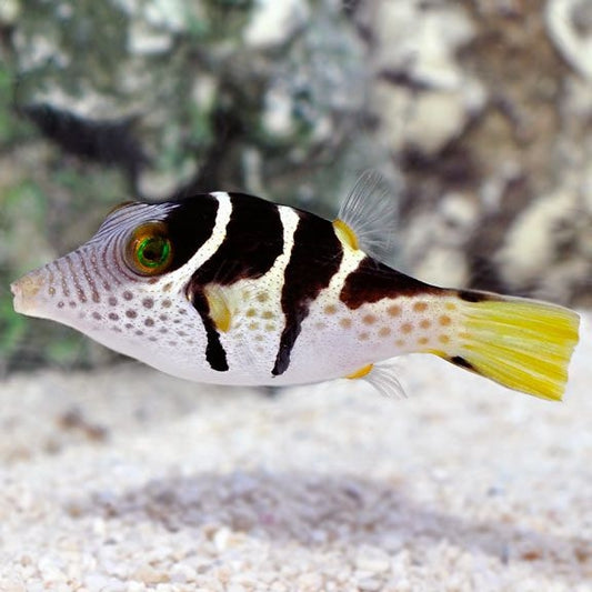 Valentini Puffer, Canthigaster Valentini