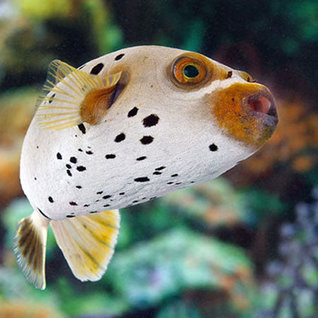 Dogface Puffer - Hush Puppy, Arothron nigropunctatus