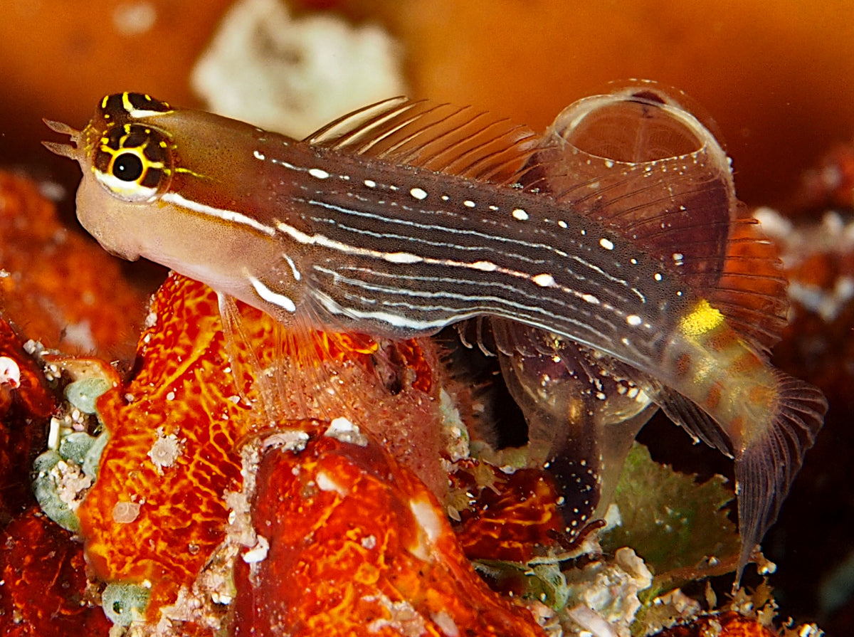 Pictus Blenny, Ecsenius pictus