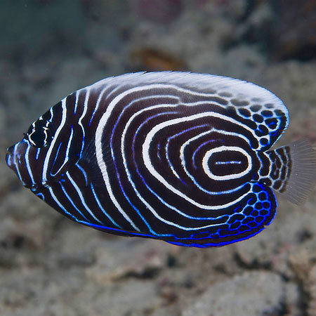 Emperor Angelfish Pomacanthus imperator