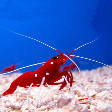 Red Fire Shrimp, Lysmata Debelius