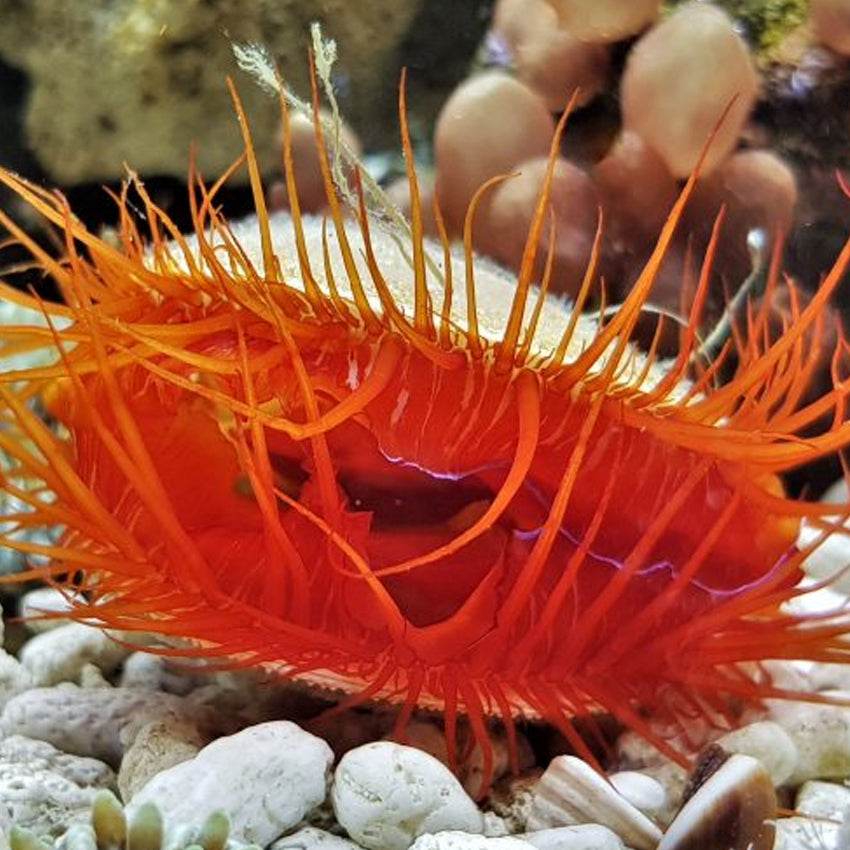 Electric Flame Scallop, Lima sp.