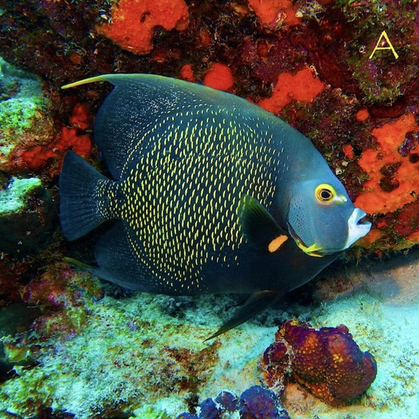 French Angel ,Pomacanthus paru