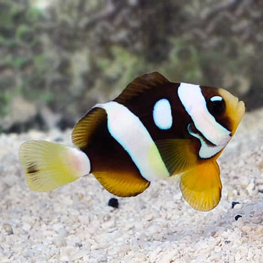 Clarkii Eyelash Clownfish, Amphriprion clarkii (tank bred).