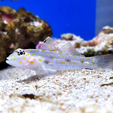 Ghost Goby, Fusigobius pallidus