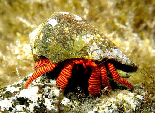 Halloween Hermit Crab, Ciliopagurus strigatus