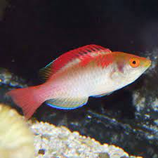 Koi Fairy Wrasse,  Cirrhilabrus adornatus