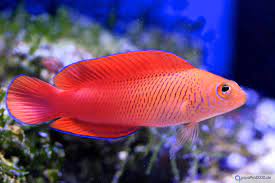 Red Longfin Dottyback, Pseudoplesiops typus