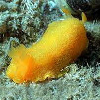 Yellow Nudibranch, Phyllidia sp