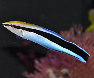 Bluestreak cleaner wrasse, Labroides dimidiatus