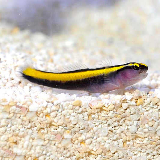 Neon Goby - Gold, Elacatinus figaro (tank bred)