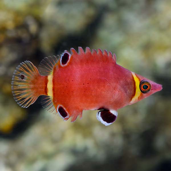 Wetmorella Possum Wrasse Wetmorella nigropinnata – The Reef Experience