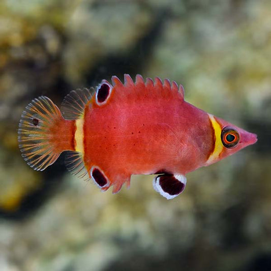 Wetmorella  Possum Wrasse Wetmorella nigropinnata