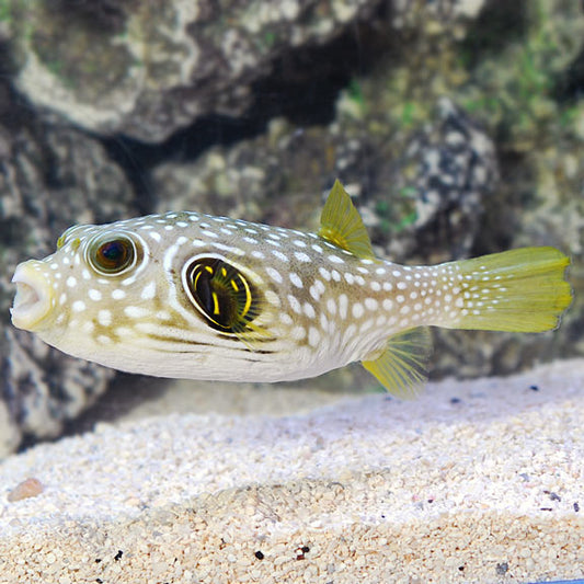 Dog Face Puffer coloured (Arothron hispidus)